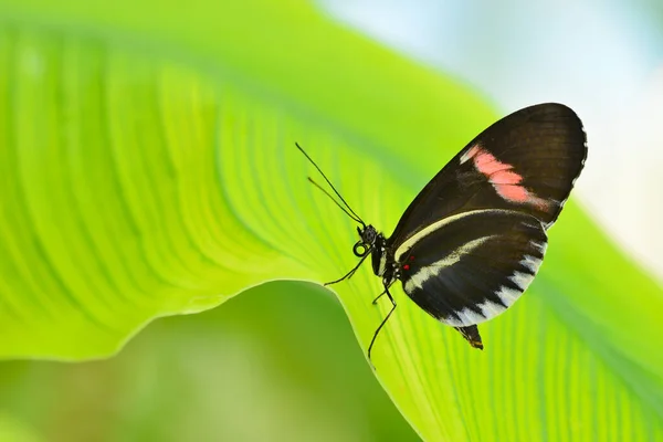 Farfalla Tropicale Colorata Appoggiata Una Foglia Con Ali Chiuse Prospettiva — Foto Stock