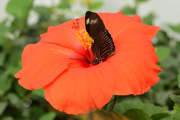Farfalla Tropicale Colorata Sul Fiore Rosso Ibisco Con Ali Chiuse — Foto Stock