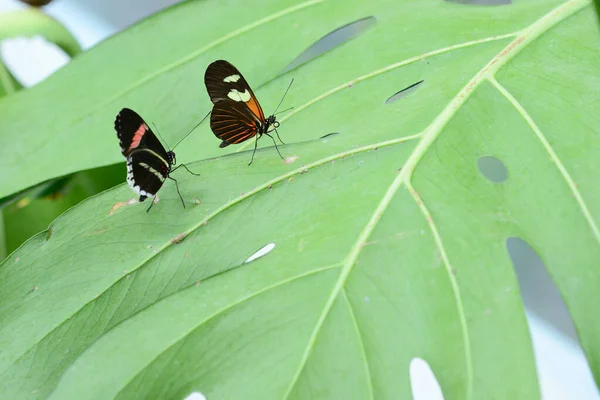Kapalı Kanatlı Bir Yaprağın Üzerinde Dinlenen Tropik Renkli Kelebekler — Stok fotoğraf
