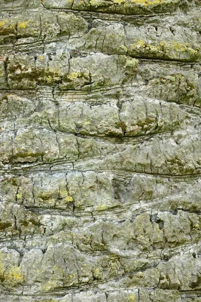 Detail Der Schützenden Rindenabdeckung Stamm Der Palme — Stockfoto