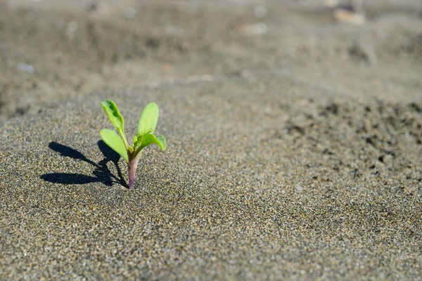 Kleine Pflanze Wächst Aus Trockener Sandwüste — Stockfoto