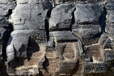 Doğal bir yangın sırasında yanmış odun odunlarını kapatın..