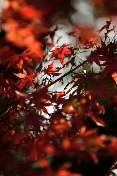 Japanese Maple tree red, orange, brown and yellow leaves in Autumn foliage display.