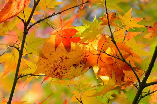 Japanska Lönn Träd Röda Orange Bruna Och Gula Blad Hösten — Stockfoto