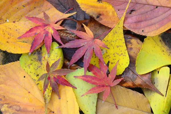 Fallen leaves of red Japanese Maple and yellow ginko leaves in Autumn foliage.