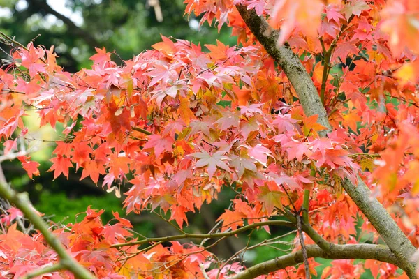 Japonský Javor Červené Oranžové Hnědé Žluté Listy Podzimním Listí — Stock fotografie