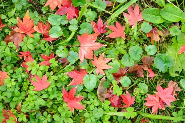 Fallen Japanese Maple tree red, orange, brown and yellow leaves in Autumn on green grass.