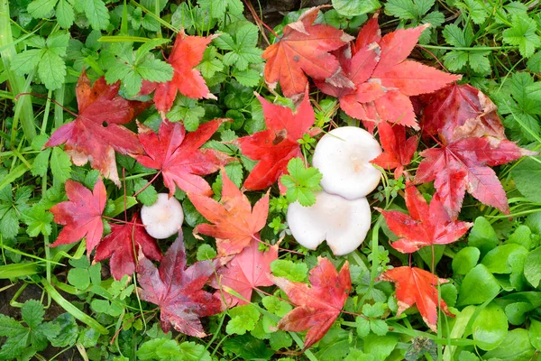 秋に紅葉した紅葉の赤 オレンジ 黄色の葉にキノコが付きます — ストック写真
