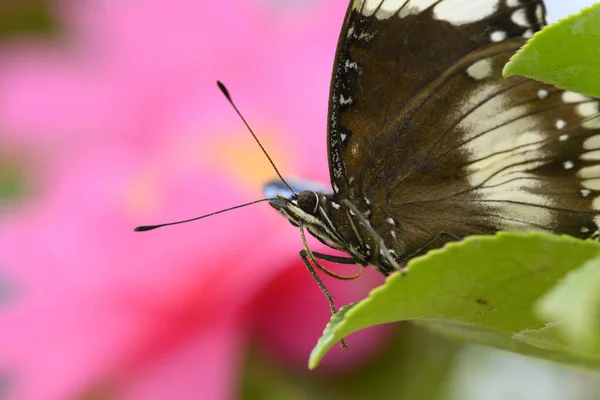 Тропическая Красочная Бабочка Среди Розовых Желтых Цветов Камелии — стоковое фото
