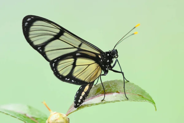 Tropical Glasswing Butterfly Pink Yellow Camellia Flowers — Stock Photo, Image