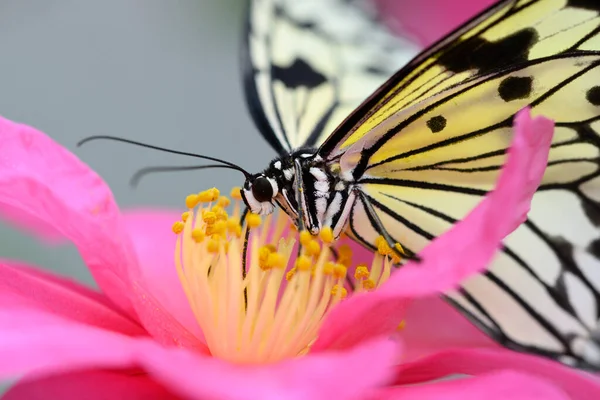 Mariposa Tropical Colorida Entre Flores Camelia Rosadas Amarillas —  Fotos de Stock