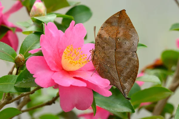 Tropical Dead Leaf Butterfly Pink Yellow Camellia Flowers — Stock Photo, Image