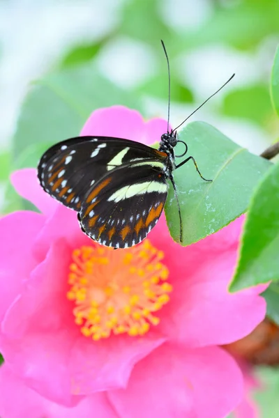 Farfalla Tropicale Colorata Tra Fiori Camelia Rosa Gialli — Foto Stock