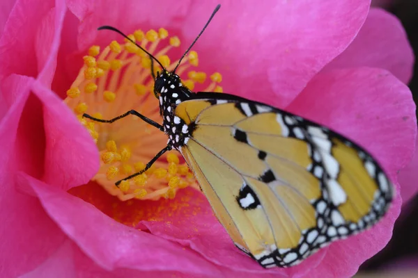 Fluture Tropical Monarh Printre Flori Camelie Roz Galben — Fotografie, imagine de stoc