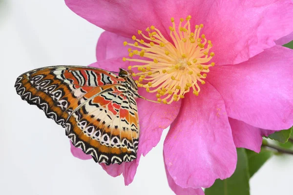 Borboleta Tropical Colorida Entre Flores Camélia Rosa Amarela — Fotografia de Stock