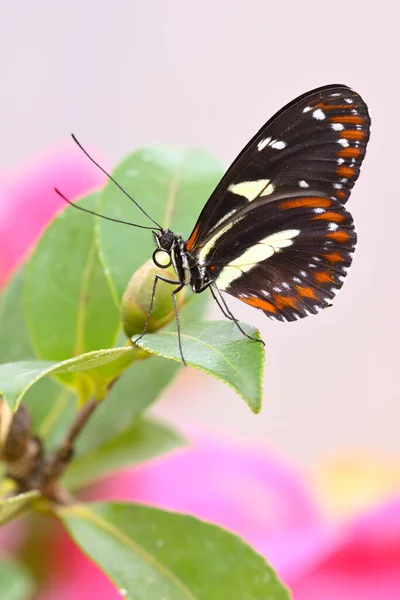 Borboleta Tropical Colorida Entre Flores Camélia Rosa Amarela — Fotografia de Stock