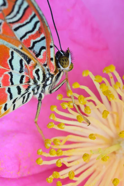Pembe Sarı Kamelya Çiçekleri Arasında Tropikal Renkli Kelebek — Stok fotoğraf