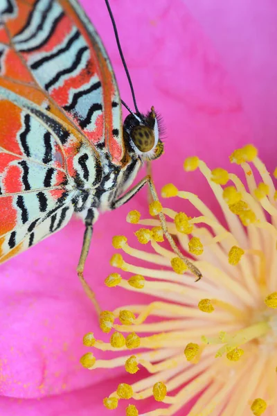 Mariposa Tropical Colorida Entre Flores Camelia Rosadas Amarillas — Foto de Stock