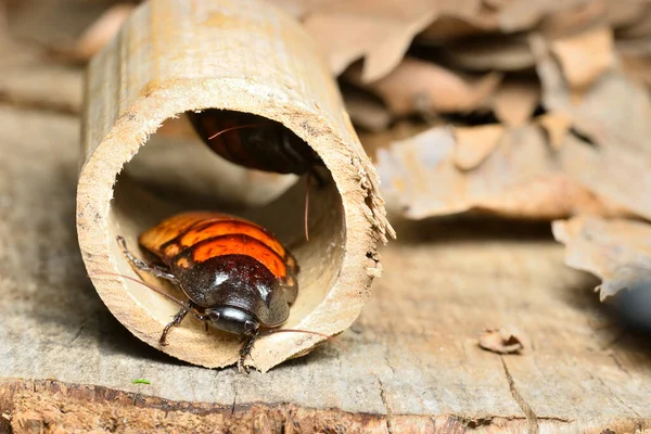 Madagascar Sibilante Scarafaggio Gromphadorhina Portentosa Una Delle Specie Più Grandi — Foto Stock