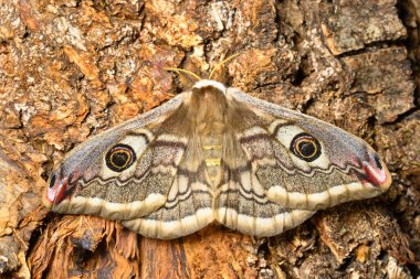 Female of Saturnia pavonia, the small emperor moth, camouflage on tree trunk and wing eye spots. clipart