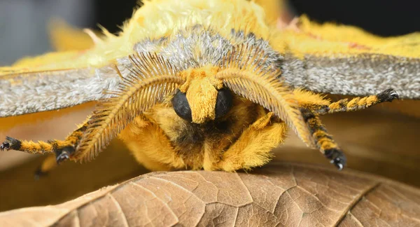 Nahaufnahme Des Madagaskar Kometen Mottenfalter — Stockfoto