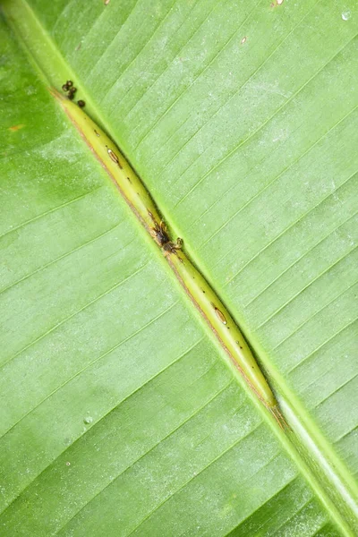 Tropical Caterpillars Hiding Center Banana Plant Leaf Camouflage — Stock Photo, Image