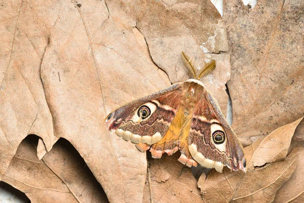 Samec Saturnie Pavonie Malý Císařský Můra Maskování Mrtvých Listech Křídla — Stock fotografie