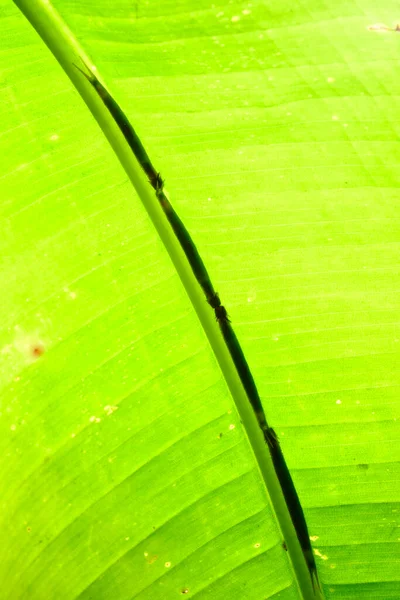 Tropikalne Gąsienice Ukrywające Się Wzdłuż Środka Liścia Bananowca Kamuflażu — Zdjęcie stockowe