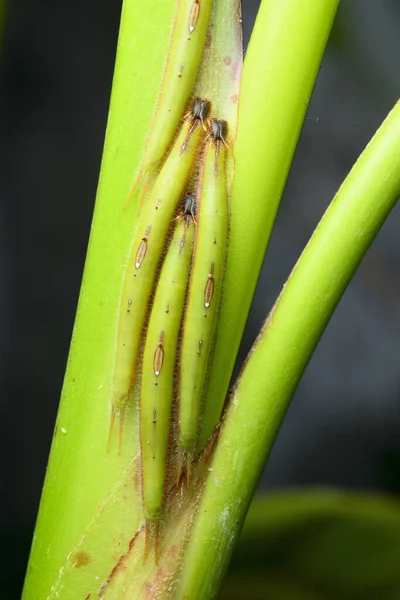 Bruchi Tropicali Che Nascondono Lungo Centro Una Foglia Banana Mimetizzarsi — Foto Stock