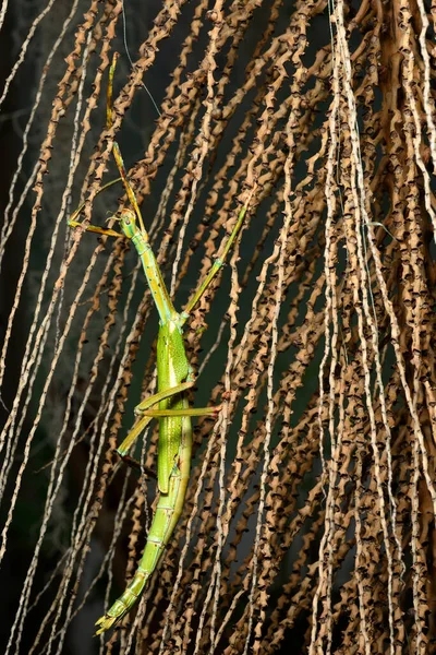 Obří Klacek Hmyzu Velké Druhy Australského Klacku Hmyzu — Stock fotografie