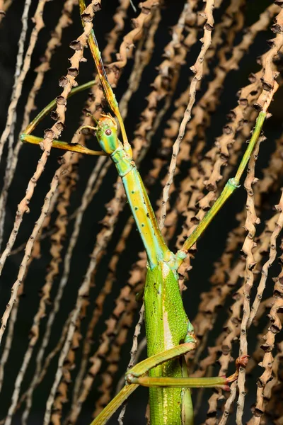 Giant Stick Insect Large Species Australian Stick Insect — Stock Photo, Image