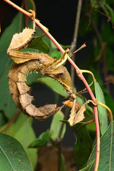 Inseto Folhas Espinhosas Grandes Espécies Insetos Pau Australianos Extatosoma Tiaratum — Fotografia de Stock