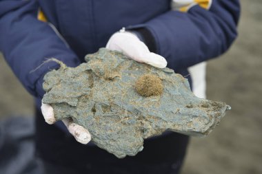 Plaj Plastik Toplama Günü İtalya 'daki Torre Flavia doğa koruma alanını korumak için.