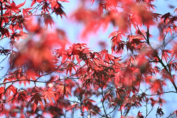 Деталь Зеленых Красных Листьев Японского Кленового Дерева Весной Расцветает — стоковое фото