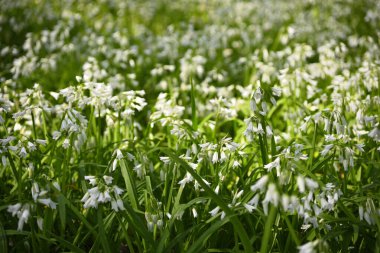 White flowers of three-cornered leek, Allium triquetrum, plant of the onions and garlic family native to the Mediterranean basin. clipart
