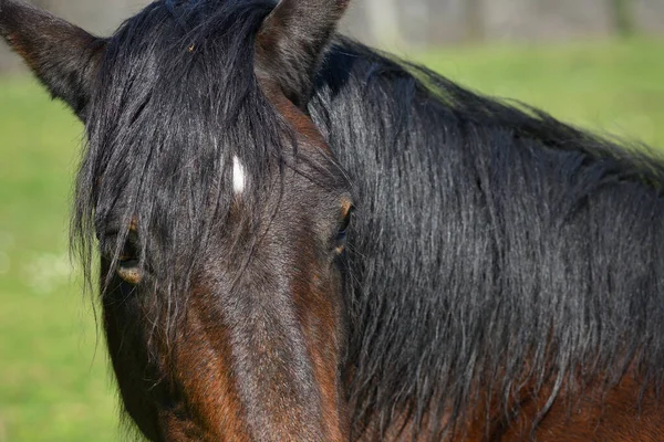 Detail Head Black Brown Horse Resting Green Grass Sun — Stock Photo, Image