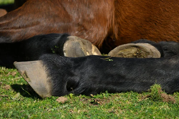 Primer Plano Cascos Caballo Descansando Sobre Hierba Verde — Foto de Stock