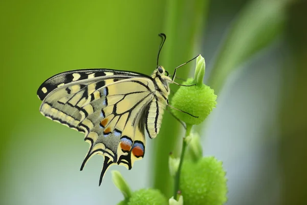 Gros Plan Papillon Swallawtail Perché Sur Les Fleurs Sucer Nectar — Photo