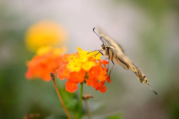 Aproape Fluture Coadă Înghițire Cocoțat Flori Suge Nectar — Fotografie, imagine de stoc