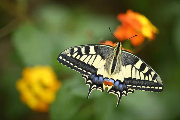 花に羽を伸ばし蜜を吸うツバメの尾の蝶のクローズアップ — ストック写真