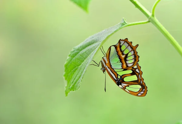 Papillon Tropical Coloré Cachant Sous Une Feuille Verte — Photo