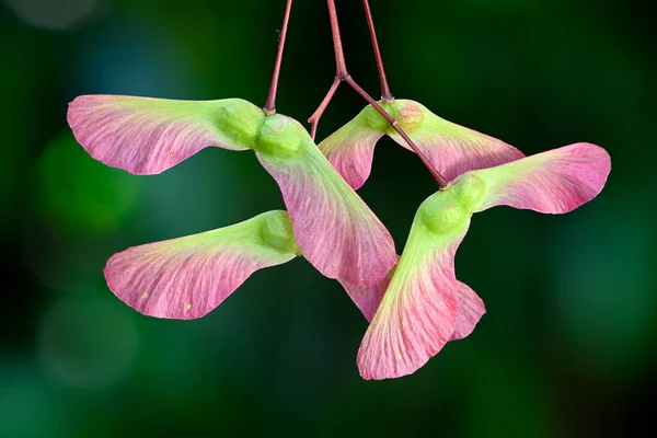 Röda Och Gröna Bevingade Frukter Och Frön Lönnträd Acer Palmatum — Stockfoto