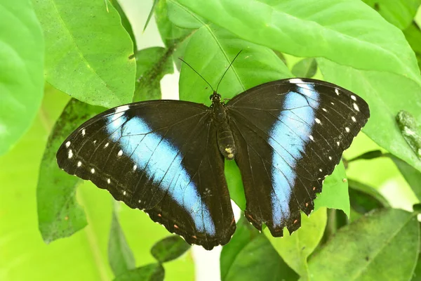 Papillon Tropical Coloré Prélassant Sur Une Feuille Verte — Photo