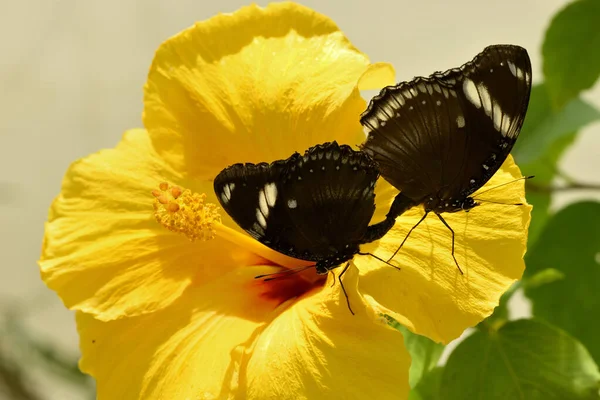 Borboletas Tropicais Acasalando Uma Flor Amarela Ibis Sob Sol — Fotografia de Stock