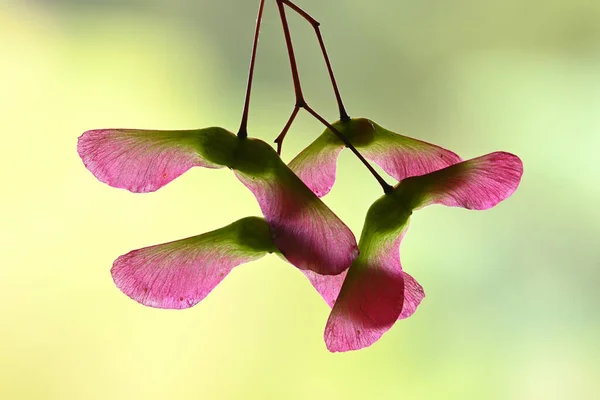 Röda Och Gröna Bevingade Frukter Och Frön Lönnträd Acer Palmatum — Stockfoto