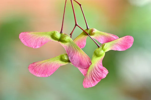 Röda Och Gröna Bevingade Frukter Och Frön Lönnträd Acer Palmatum — Stockfoto