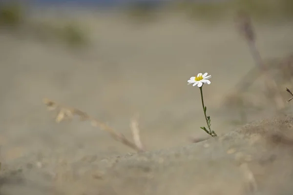 Daisy Kwiat Kwitnący Deser Piasku — Zdjęcie stockowe