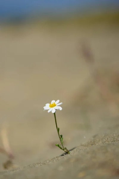 Daisy Kwiat Kwitnący Deser Piasku — Zdjęcie stockowe