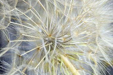 Kanatlı karahindiba başı bitkisinin tohumlarını kapatın.