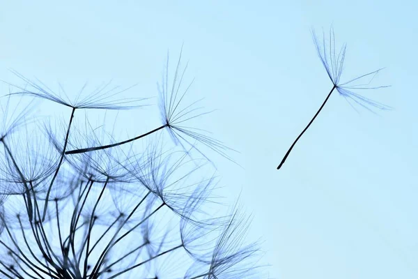 민들레 머리에서 날아가는 나뭇잎 — 스톡 사진